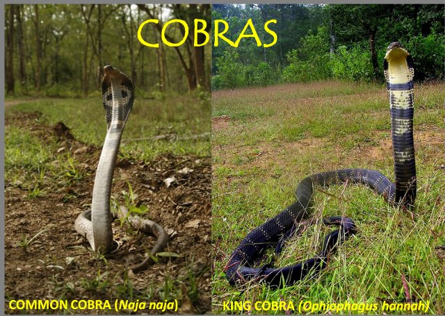 Whats the Difference Between a Cobra and a King Cobra?