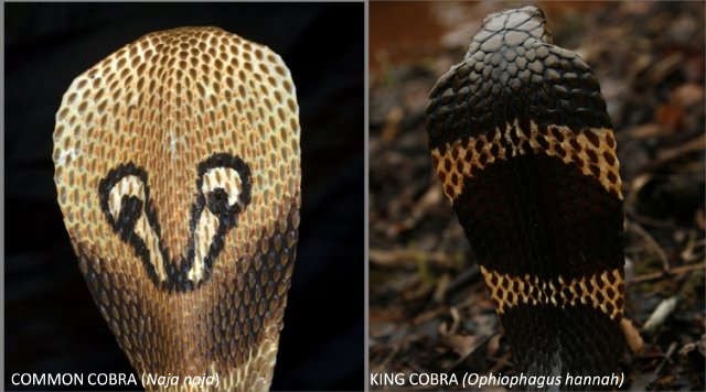 King Cobras Common Cobras We Beg To Differ Gowrishankar S Blog