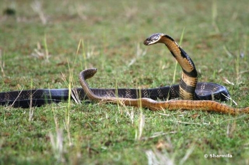 Rat snakes are among the most hunted prey by king cobras. They even chase after them up and across canopies!